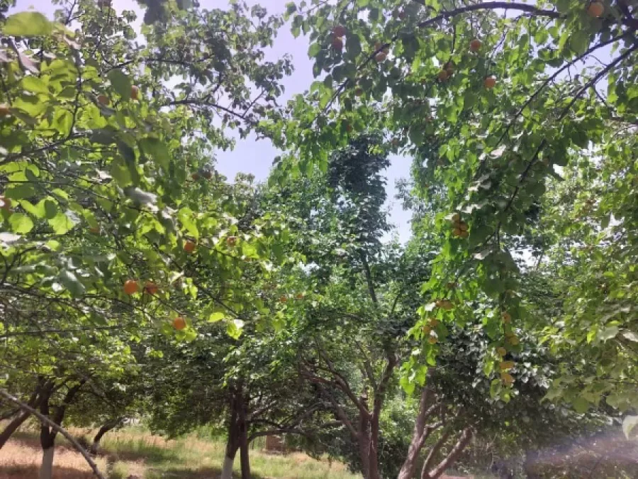 Абрикосовый сад 1, Agros.tj