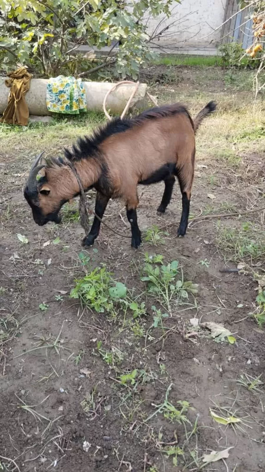 Такая альпийская 1, Agros.tj