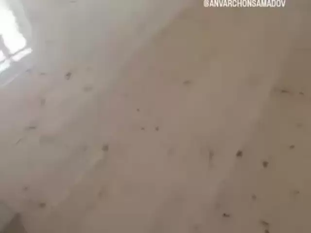 Корхои плотники 1, farmo.tj