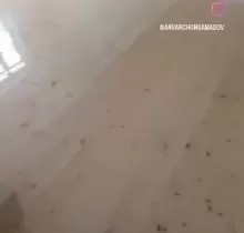 Корхои плотники в Худжанд - Farmo.tj 