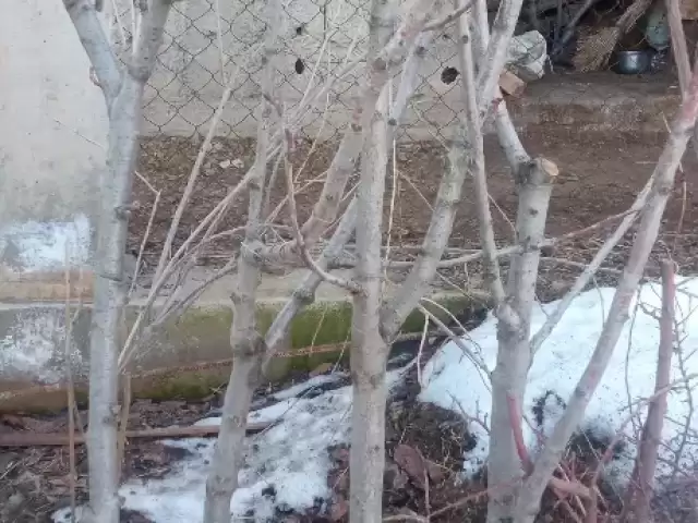 Ниҳоли Гелос по заказ 1, farmo.tj