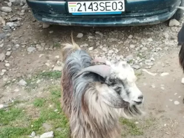 Opel Vectra A, 1994 1, avtobaza.tj