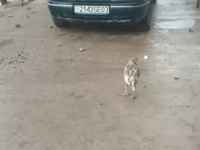 Opel Vectra A, 1994 1, avtobaza.tj