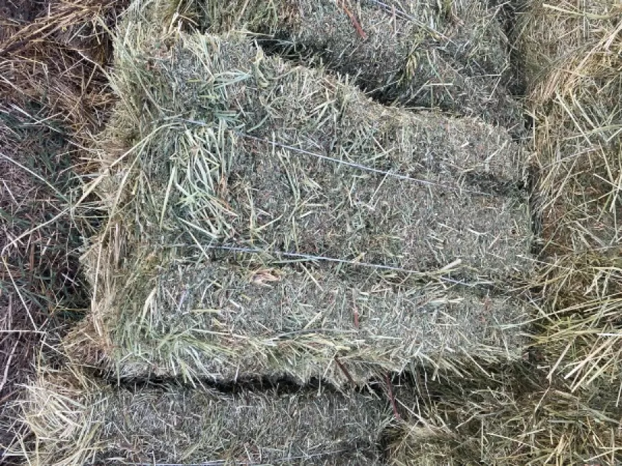 Рушқа 1, Agros.tj