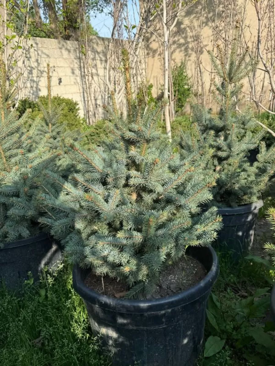Голубой Ель 1, Agros.tj