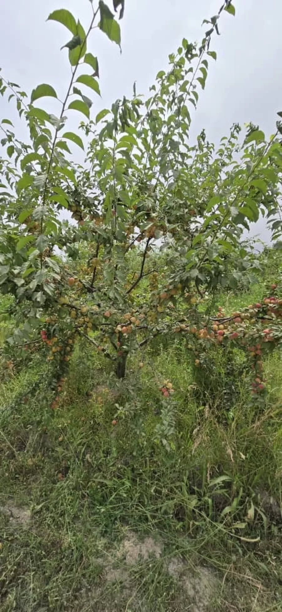 ОЛУ (СЛИВА ) 1, Agros.tj