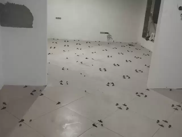 Ремонт дом, квартира и коттедж 1, farmo.tj