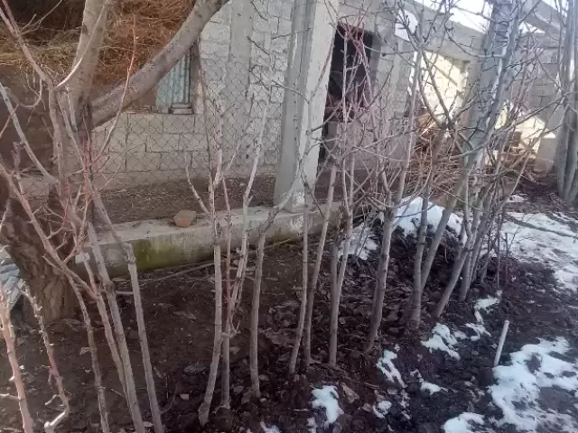 Ниҳоли Гелос по заказ 1, farmo.tj