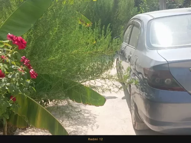Honda City, 2003 1, avtobaza.tj